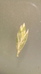 Poa saltuensis