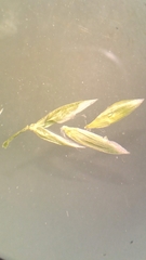 Poa saltuensis
