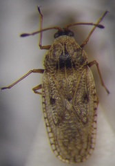 Dictyla nassata