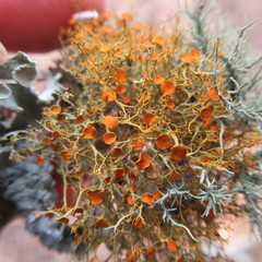 Teloschistes exilis