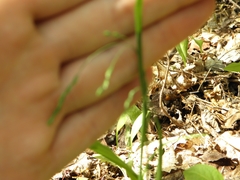 Poa saltuensis