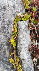 Coprosma perpusilla