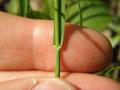 Poa saltuensis