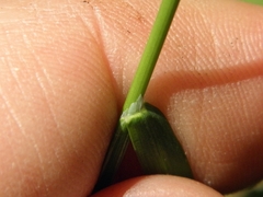 Poa saltuensis