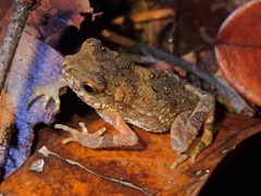 Ingerophrynus parvus