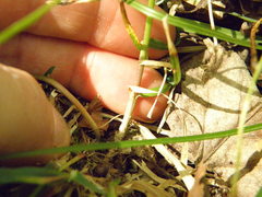 Poa saltuensis