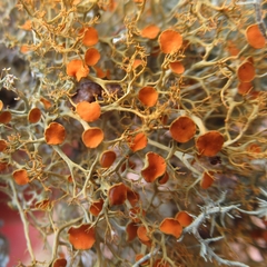 Teloschistes exilis