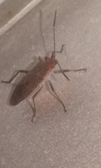Heteroptera