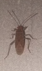 Heteroptera