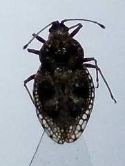 Dictyla rotundata