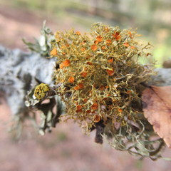 Teloschistes exilis