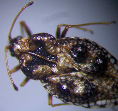 Dictyla rotundata