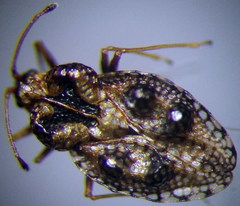 Dictyla rotundata
