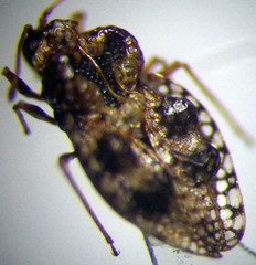 Dictyla rotundata