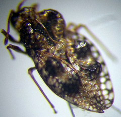 Dictyla rotundata