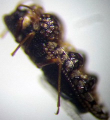 Dictyla rotundata