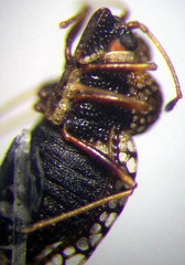 Dictyla rotundata
