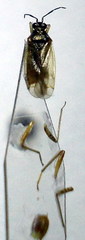 Dicyphus globulifer