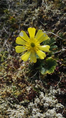 Ranunculus nivicola