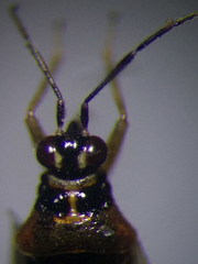 Dicyphus globulifer