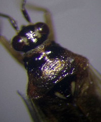 Dicyphus globulifer