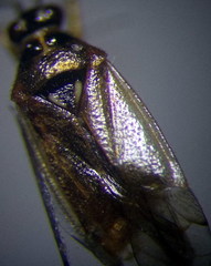 Dicyphus globulifer