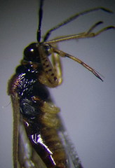 Dicyphus globulifer