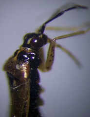 Dicyphus globulifer