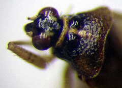 Dicyphus globulifer