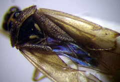 Dicyphus globulifer