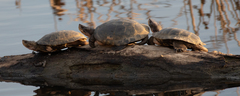 Actinemys marmorata marmorata