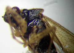 Dicyphus globulifer