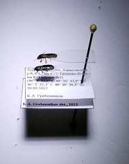 Dimorphopterus blissoides