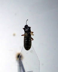 Dimorphopterus blissoides