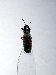 Dimorphopterus blissoides