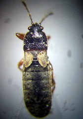 Dimorphopterus blissoides