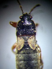 Dimorphopterus blissoides