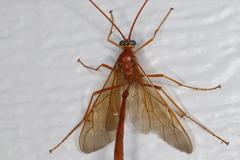 Enicospilus texanus