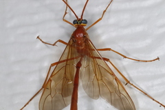 Enicospilus texanus