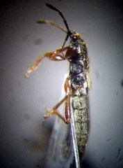 Dimorphopterus blissoides