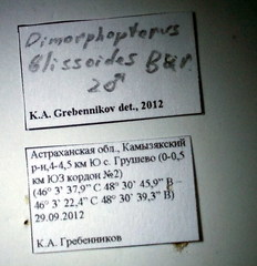 Dimorphopterus blissoides