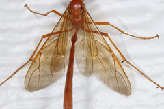 Enicospilus texanus