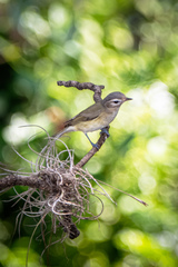Vireo gilvus
