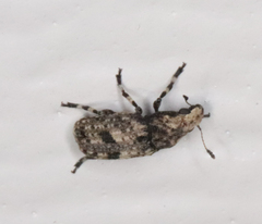 Euparius