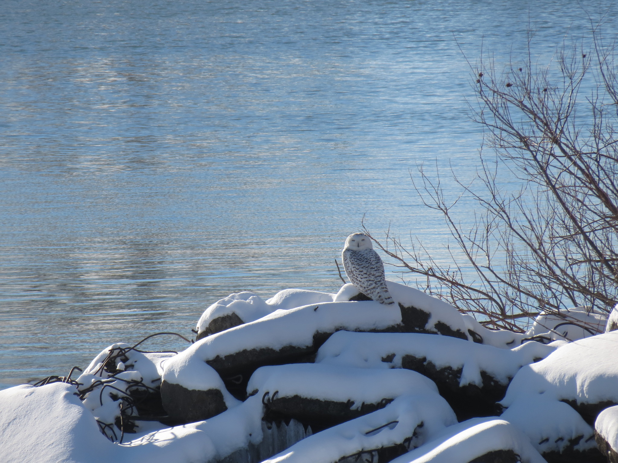 Snowy Owl