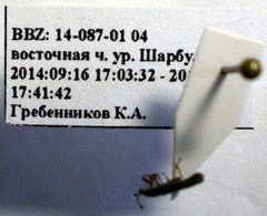 Dimorphopterus blissoides