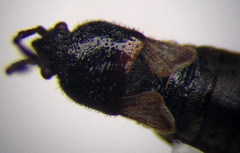 Dimorphopterus blissoides