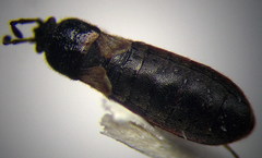 Dimorphopterus blissoides