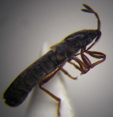 Dimorphopterus blissoides