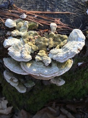 Trichaptum laricinum